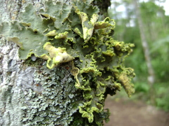 Crocodia