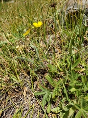 Potentilla gracilis fastigiata