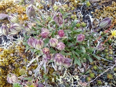 Silene uralensis uralensis
