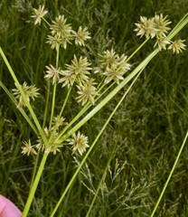 Cyperus elegans