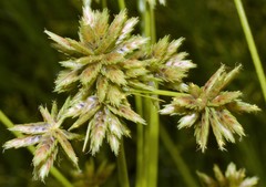 Cyperus elegans