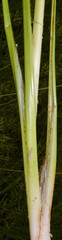 Cyperus elegans