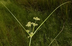Cyperus elegans