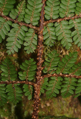 Cyathea colensoi