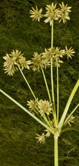Cyperus elegans