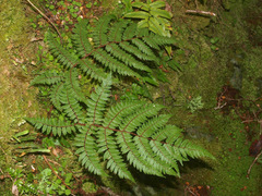 Cyathea colensoi
