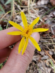 Arnica nevadensis