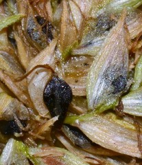 Cyperus elegans