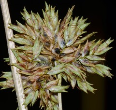 Cyperus elegans