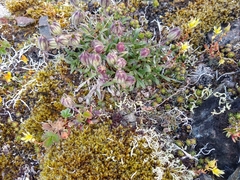 Silene uralensis uralensis