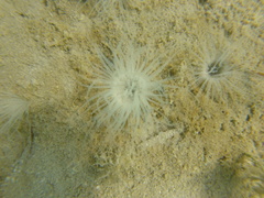 Ceriantharia