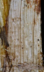 Cyperus elegans