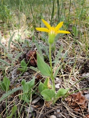 Arnica nevadensis