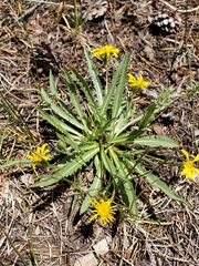 Pyrrocoma apargioides