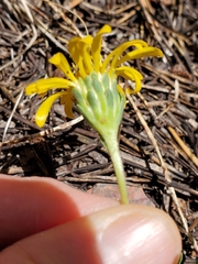 Pyrrocoma apargioides