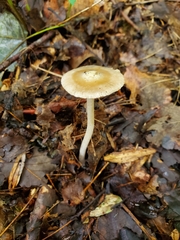 Inocybe velicopia