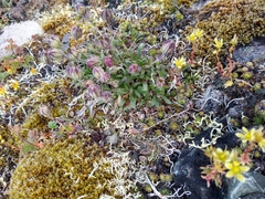 Silene uralensis uralensis