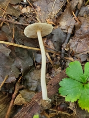 Inocybe velicopia