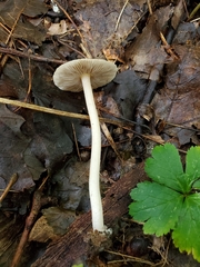 Inocybe velicopia