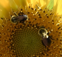 Bombus impatiens
