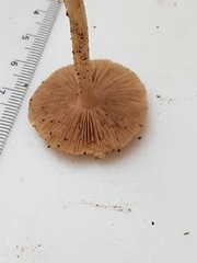Inocybe velicopia