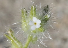 Cryptantha ganderi