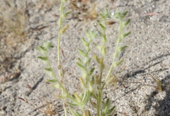 Cryptantha ganderi
