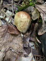 Rhizopogon pseudoroseolus