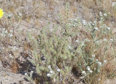 Cryptantha ganderi