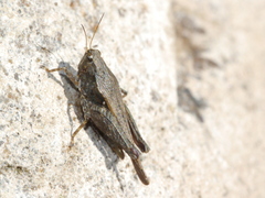 Tettigidea