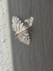 Conchylodes concinnalis