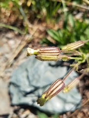 Silene drummondii
