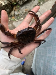 Longpotamon fujianense