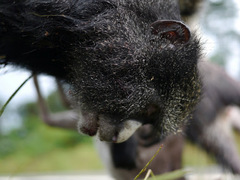 Cercopithecus nictitans