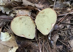 Rhizopogon pseudoroseolus