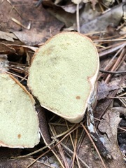 Rhizopogon pseudoroseolus