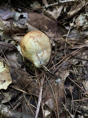 Rhizopogon pseudoroseolus