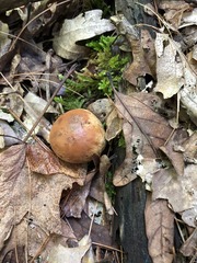 Rhizopogon pseudoroseolus