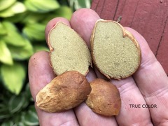 Rhizopogon pseudoroseolus