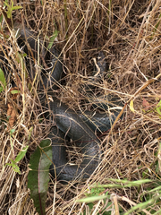 Coluber constrictor foxii