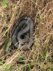 Coluber constrictor foxii