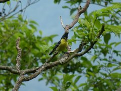 Machlolophus holsti