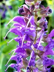 Salvia nemorosa