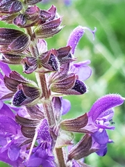 Salvia nemorosa