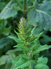 Salvia nemorosa