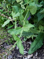 Salvia nemorosa