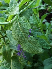 Salvia nemorosa
