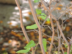 Cocculus diversifolius