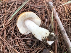 Russula katarinae