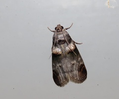 Oneida lunulalis